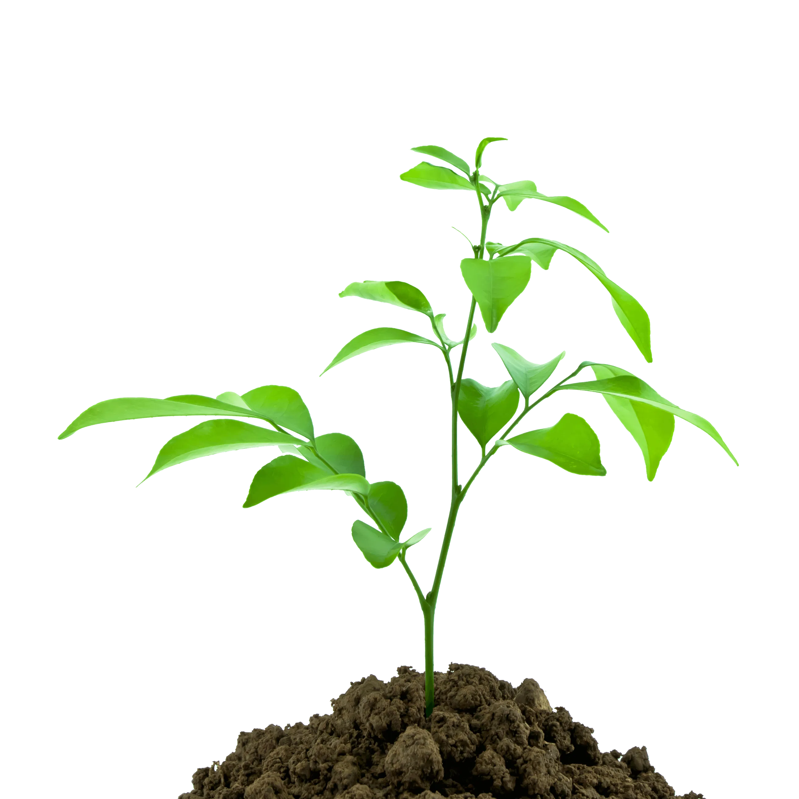 About Agrofa